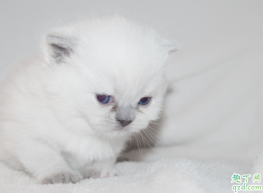 猫咪的毛分层为什么 猫咪的毛剃掉多久能长出来