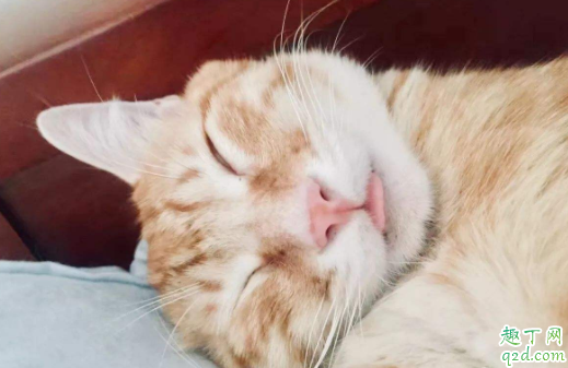 猫咪的毛分层为什么 猫咪的毛剃掉多久能长出来