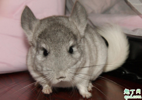 龙猫会随便拉屎吗 龙猫拉粑粑臭不臭