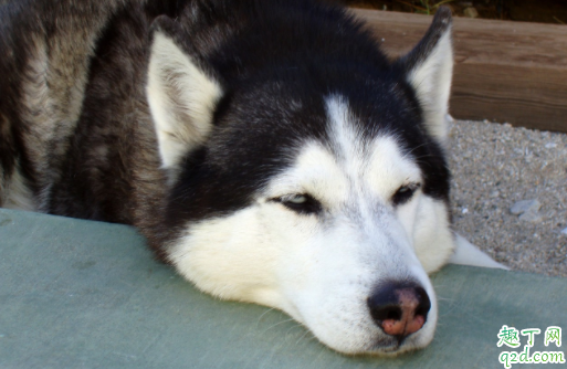 哈士奇吃自己的便便有伤害吗 哈士奇拉尿很黄咋办