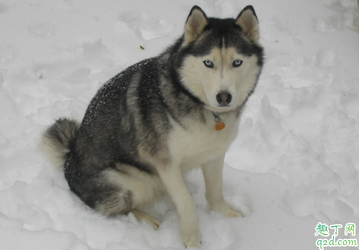 哈士奇吃自己的便便有伤害吗 哈士奇拉尿很黄咋办