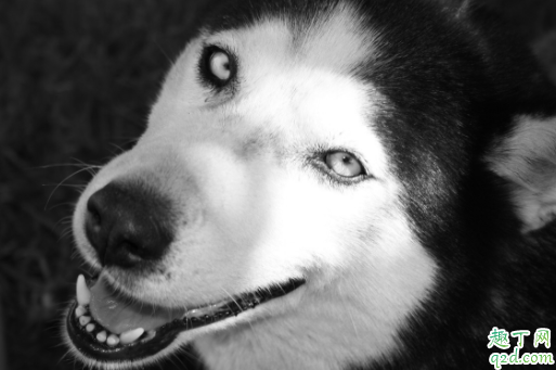 哈士奇吃自己的便便有伤害吗 哈士奇拉尿很黄咋办