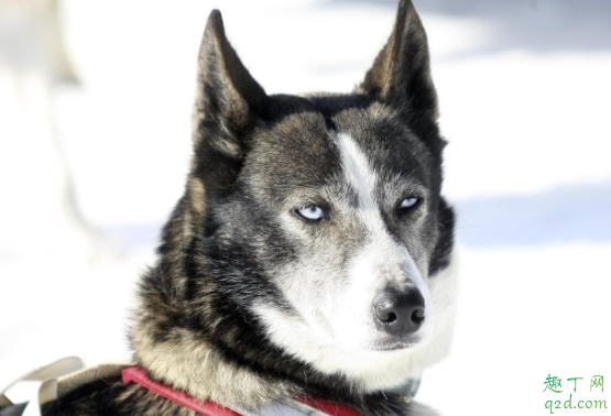 怎么区分阿拉斯加和哈士奇 哈士奇会汪汪叫吗