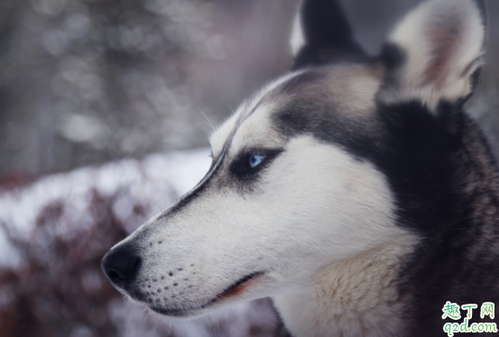 怎么区分阿拉斯加和哈士奇 哈士奇会汪汪叫吗