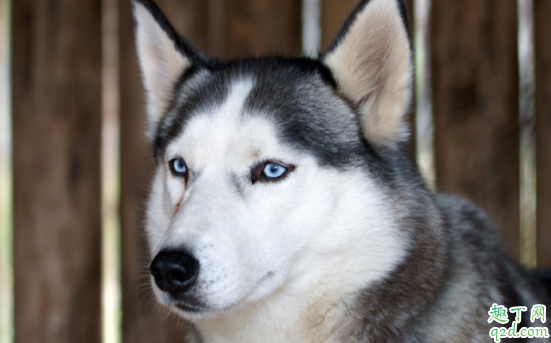 怎么区分阿拉斯加和哈士奇 哈士奇会汪汪叫吗