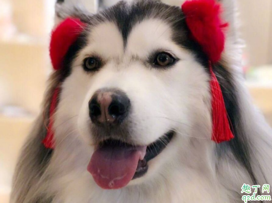 怎么区分阿拉斯加和哈士奇 哈士奇会汪汪叫吗