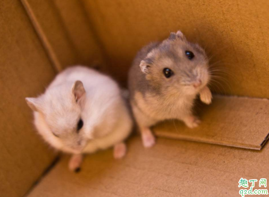 仓鼠怕热还是怕冷 仓鼠被热到了是什么症状