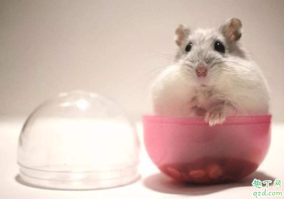 仓鼠怕热还是怕冷 仓鼠被热到了是什么症状