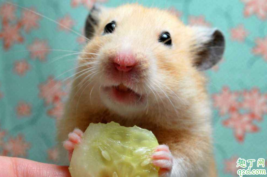 仓鼠怕热还是怕冷 仓鼠被热到了是什么症状