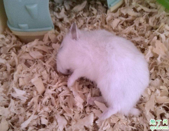 仓鼠怕热还是怕冷 仓鼠被热到了是什么症状