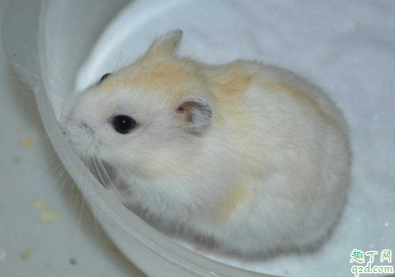 仓鼠能不能在清水里游泳吗 仓鼠碰到水了怎么办