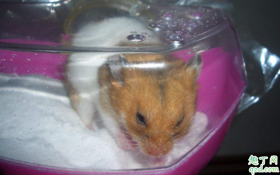 仓鼠能不能在清水里游泳吗 仓鼠碰到水了怎么办