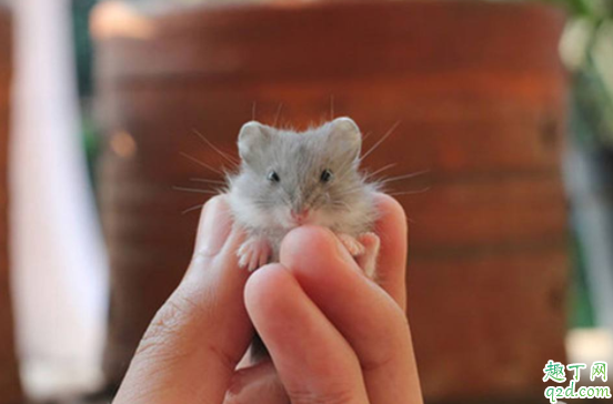 仓鼠能不能在清水里游泳吗 仓鼠碰到水了怎么办