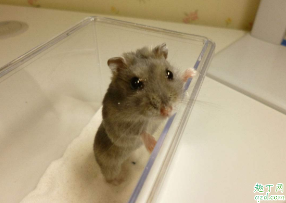 仓鼠能不能在清水里游泳吗 仓鼠碰到水了怎么办
