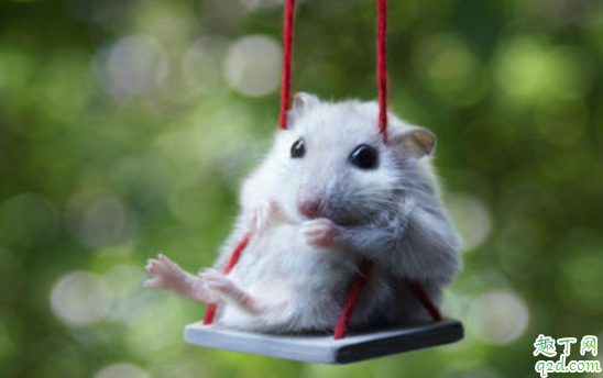 母仓鼠生了宝宝要隔开公仓鼠吗 仓鼠可以生几个小崽子