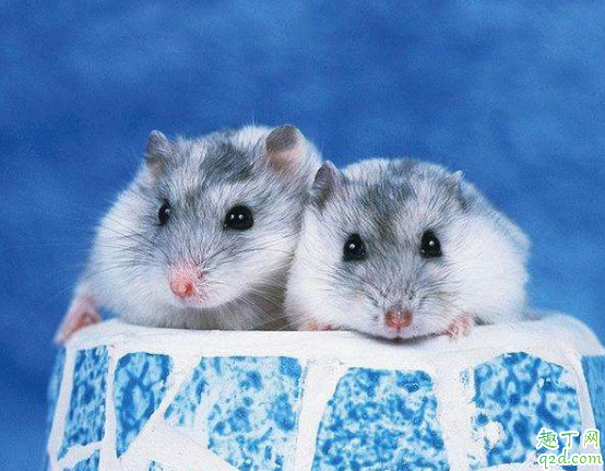 母仓鼠生了宝宝要隔开公仓鼠吗 仓鼠可以生几个小崽子
