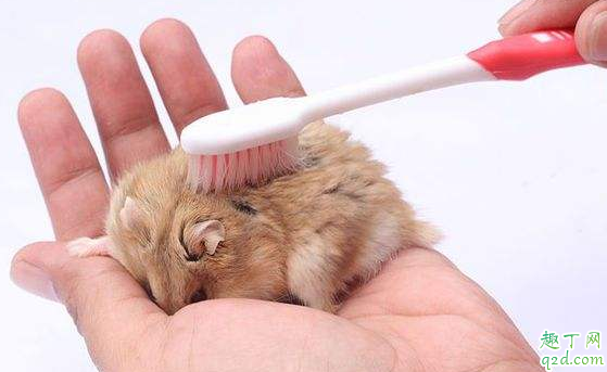 母仓鼠生了宝宝要隔开公仓鼠吗 仓鼠可以生几个小崽子