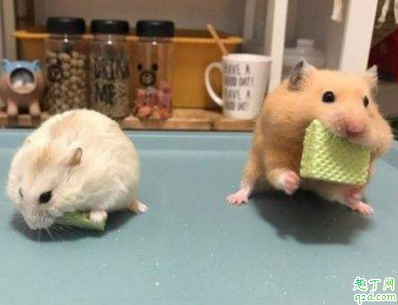 母仓鼠生了宝宝要隔开公仓鼠吗 仓鼠可以生几个小崽子