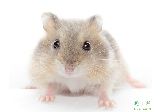 没有公仓鼠母仓鼠能下崽吗 母仓鼠什么时候生小仓鼠
