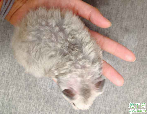 没有公仓鼠母仓鼠能下崽吗 母仓鼠什么时候生小仓鼠