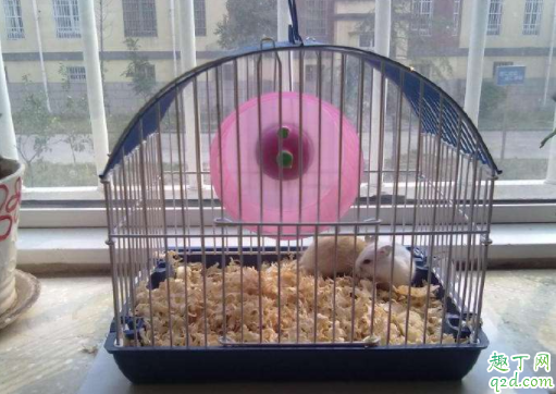 没有公仓鼠母仓鼠能下崽吗 母仓鼠什么时候生小仓鼠