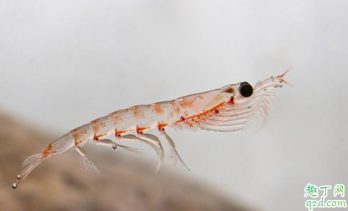 钓鱼用虾肉和蚯蚓哪个好 空钩调平水怎么称饵