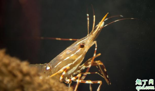 钓鱼用虾肉和蚯蚓哪个好 空钩调平水怎么称饵