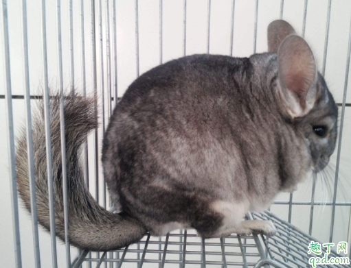 龙猫叫唤是怎么回事 龙猫的叫声代表着什么意思