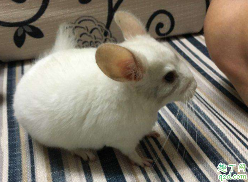 龙猫叫唤是怎么回事 龙猫的叫声代表着什么意思