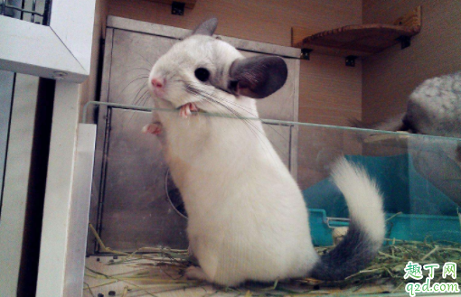 龙猫叫唤是怎么回事 龙猫的叫声代表着什么意思