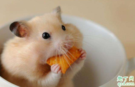 仓鼠晒太阳会死吗 仓鼠晒太阳后能救活吗