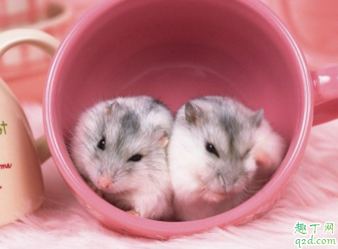 仓鼠晒太阳会死吗 仓鼠晒太阳后能救活吗