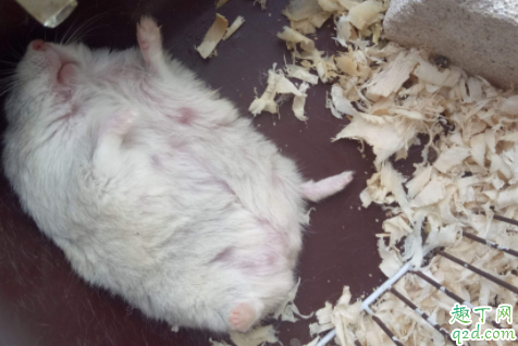 仓鼠晒太阳会死吗 仓鼠晒太阳后能救活吗