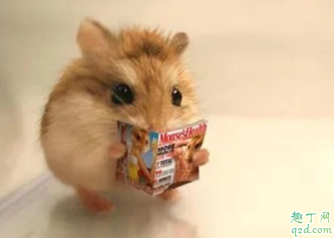 怎样确定仓鼠是公是母 为什么母仓鼠一直欺负公的