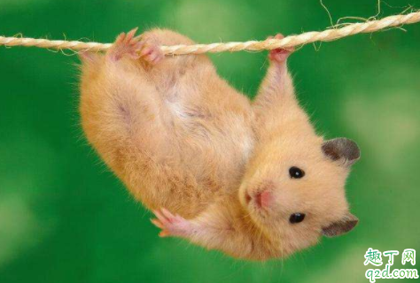 怎样确定仓鼠是公是母 为什么母仓鼠一直欺负公的
