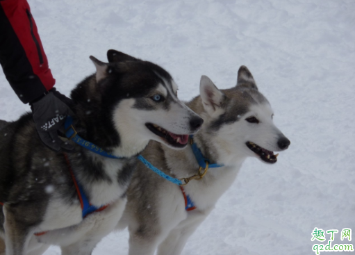 哈士奇适合什么狗粮 哈士奇可以喂生肉吗