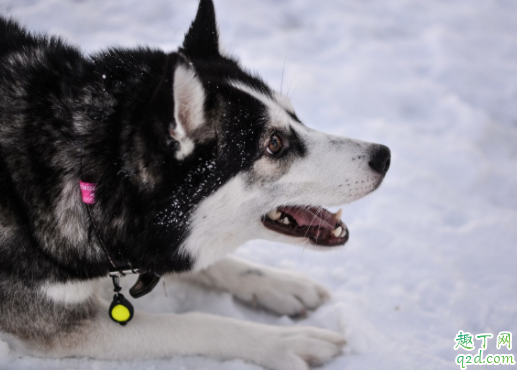 哈士奇适合什么狗粮 哈士奇可以喂生肉吗