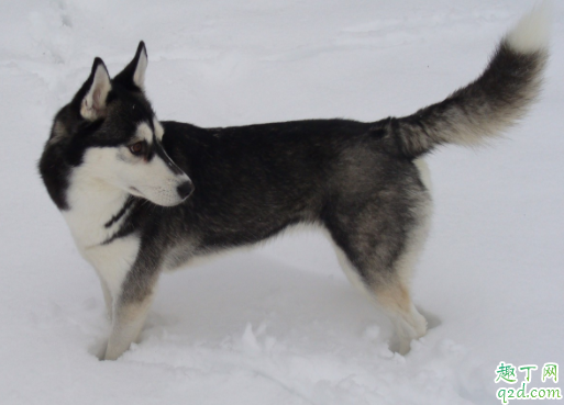 哈士奇适合什么狗粮 哈士奇可以喂生肉吗