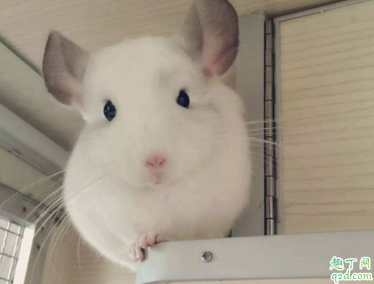 龙猫怀孕会立刻涨体重吗 龙猫养多久才可以配种