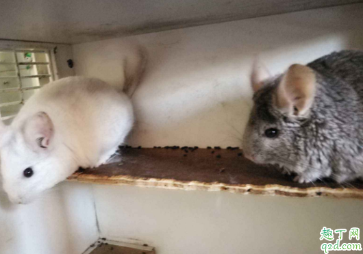 龙猫怀孕会立刻涨体重吗 龙猫养多久才可以配种