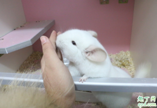 龙猫之间为什么打架 龙猫合笼怎么才不打架