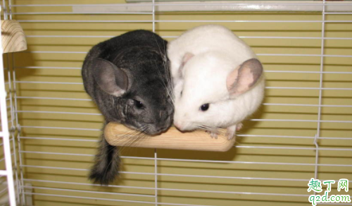 龙猫之间为什么打架 龙猫合笼怎么才不打架