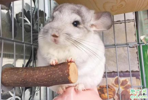 龙猫属于鼠类吗 龙猫寿命最长是多少年