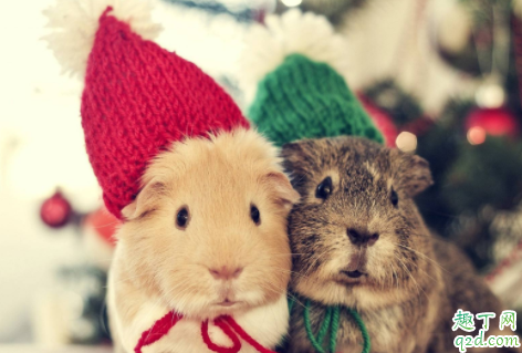 仓鼠一直睡觉会不会死 仓鼠为什么喜欢仰着肚皮睡觉