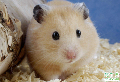 仓鼠一直睡觉会不会死 仓鼠为什么喜欢仰着肚皮睡觉