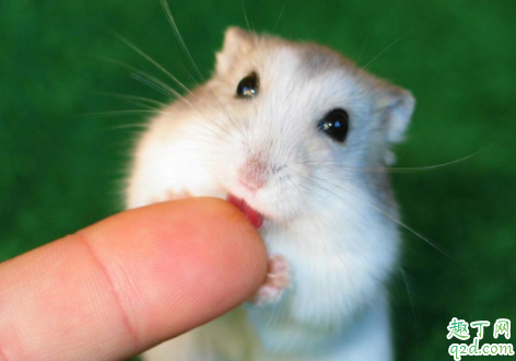 仓鼠一直睡觉会不会死 仓鼠为什么喜欢仰着肚皮睡觉