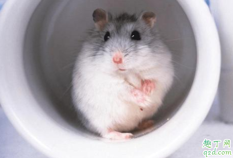 仓鼠一直睡觉会不会死 仓鼠为什么喜欢仰着肚皮睡觉