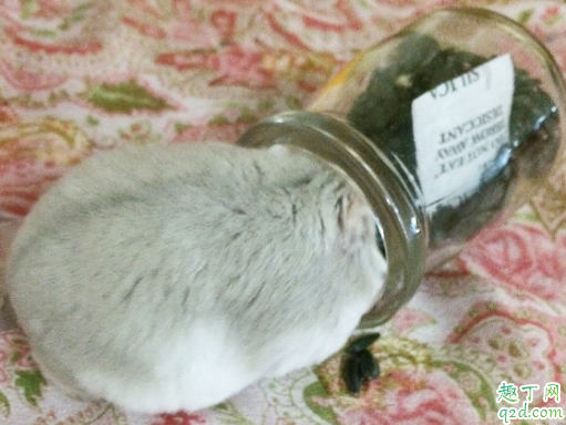 怎么让仓鼠不咬人 被仓鼠咬了会得鼠疫吗