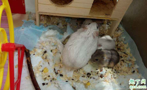 怎么让仓鼠不咬人 被仓鼠咬了会得鼠疫吗