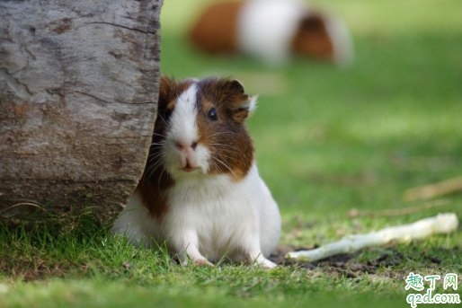 怎么让仓鼠不咬人 被仓鼠咬了会得鼠疫吗